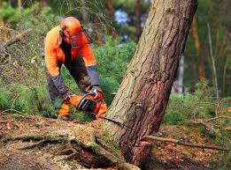 Best Leaf Removal  in Vassar, MI